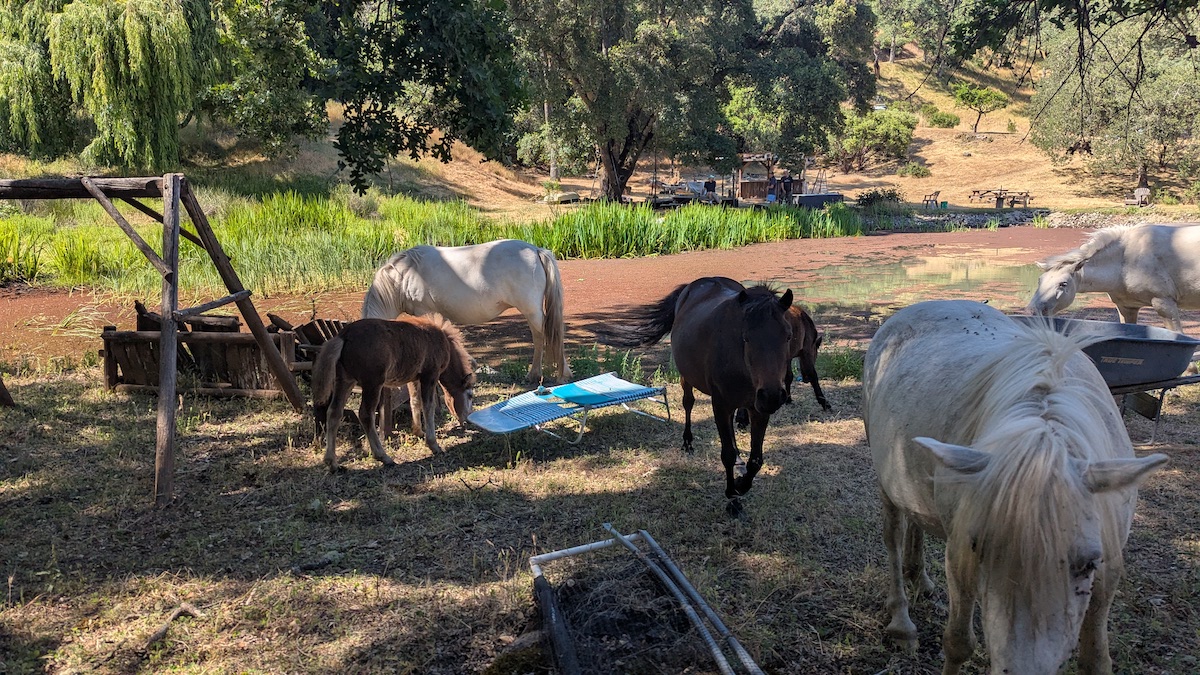 Even wild ponies love Dock Rock